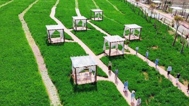 郧阳区柳陂镇龙韵村：乡村田野走秀 点亮田园好风光