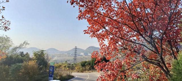 寻美薛城丨红叶超美！初冬的圣土山开启最美赏叶季