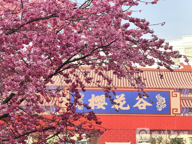 马龙樱花谷：花海人潮共绘春日盛景