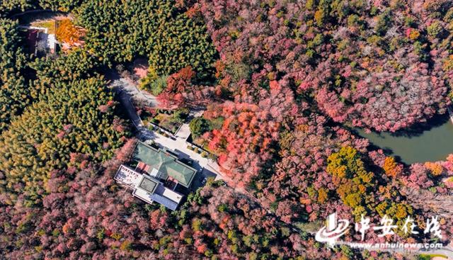 安徽巢湖：东庵森林公园山水康养秘境 绘就生态人文共荣图景