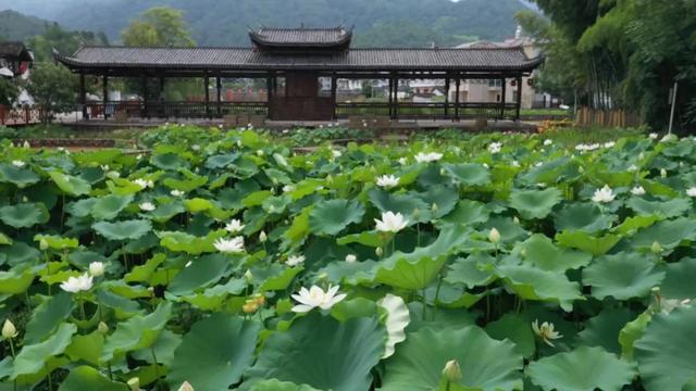 护就三江“碧水” 激荡经济“活水”——连城县水生态产品价值实现的三维实践