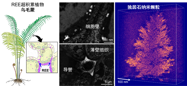 我国稀土开采有新进展！科学家首次在蕨类中发现稀土成矿现象
