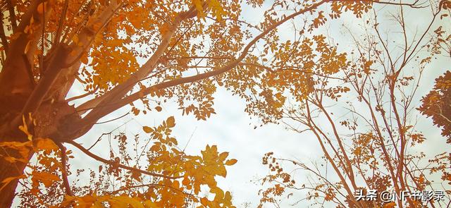 infp像小王子来地球难回b612星！不像爹妈，像天生地养！