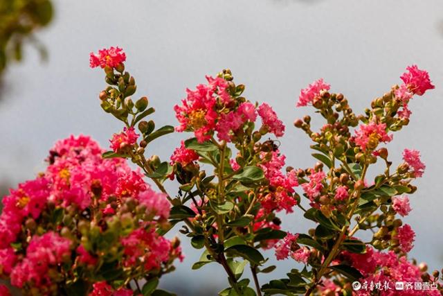 沂蒙花海紫薇园里，各色紫薇花盛开