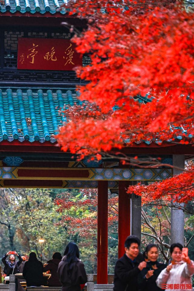 我是刘贵香 |  岳麓山上