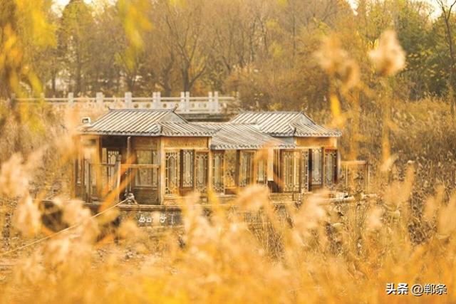 美在邯郸丨芦花雪，杉叶红