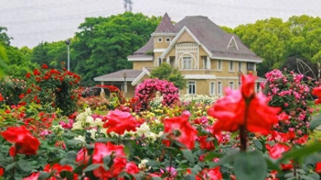 酒店婚宴预订到2027年，假期客房需求旺盛；这个玫瑰庄园芬香四溢