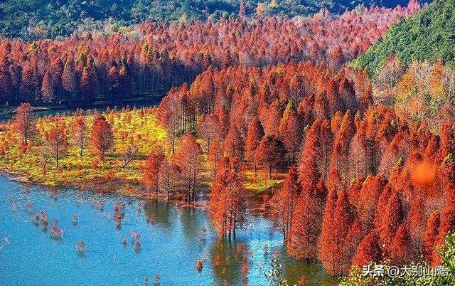 川藏线上的红杉树，让我领略到不一样的冬日美景