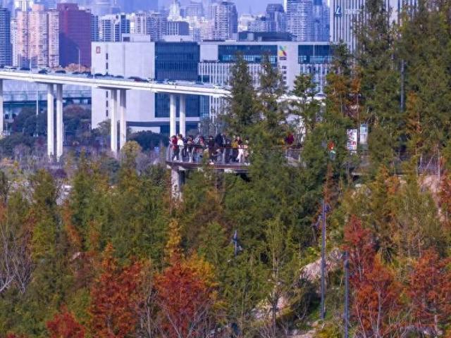 双子山轻登、巴士穿城、江河夜游，我们为你整理了一份上海秋色榜单｜沪上金秋进博榜