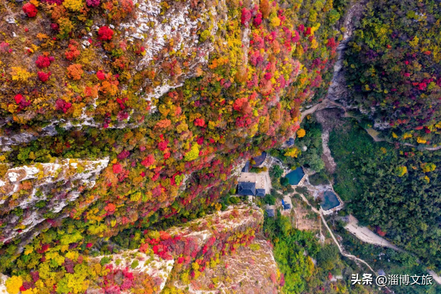 实拍！红的橘的黄的，整个淄博“燃”起来了！这些路段落叶缓扫→
