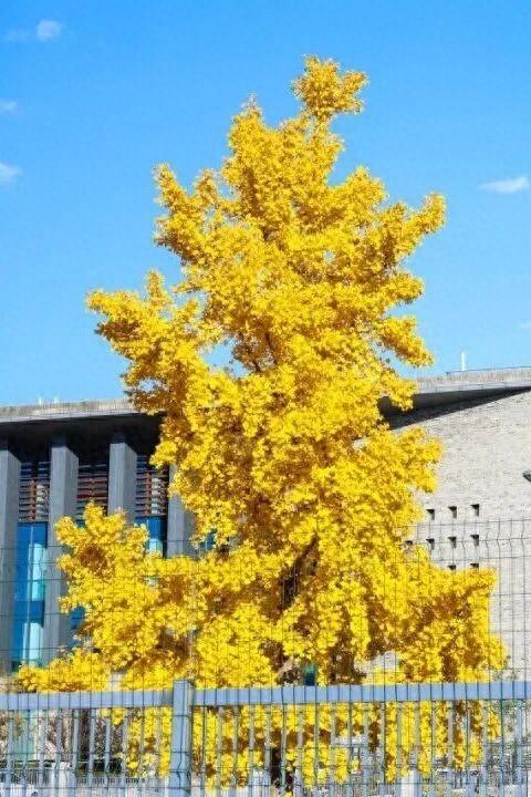 速来！海淀这份含“金”量超高的攻略请收好→