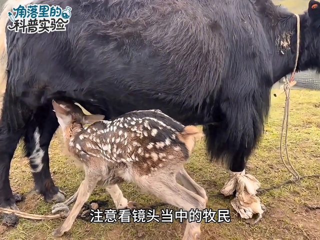 牦牛群中惊现意外场景 牧民巡护时目瞪口呆