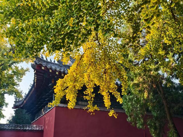 图集丨金秋岱庙美出圈 千年古银杏 “披金” 引客打卡