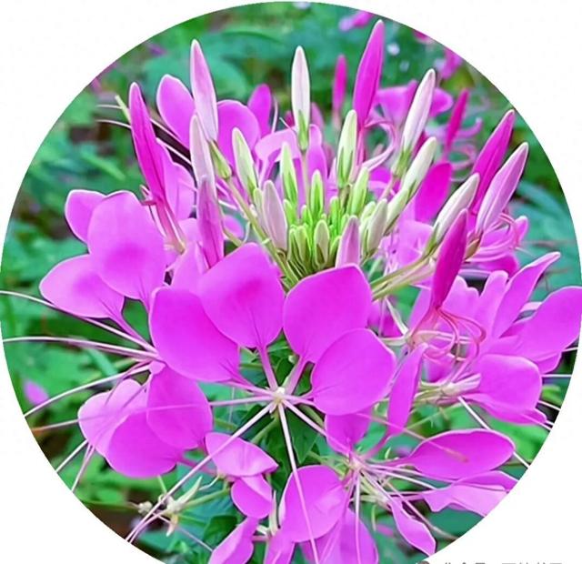 让醉蝶花开遍原野