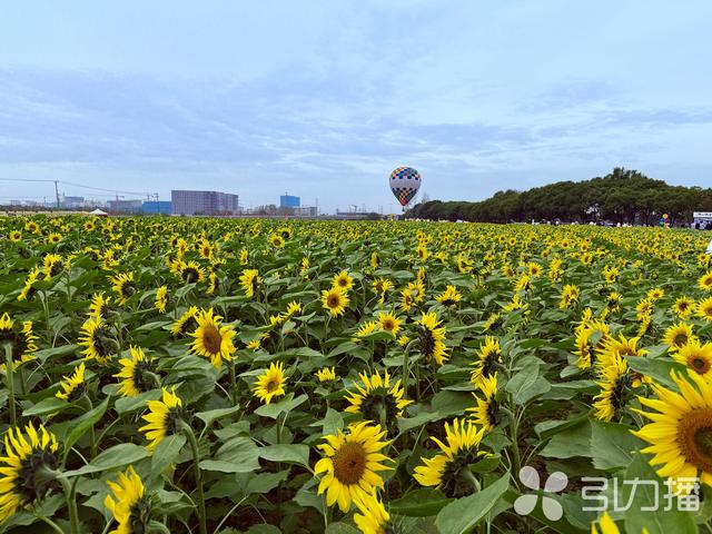秋日顶流！苏州这片金色花海等你来