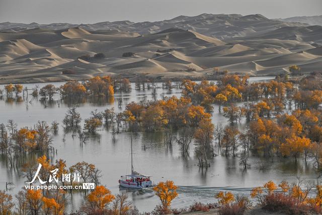 新疆尉犁：大漠胡杨醉游人