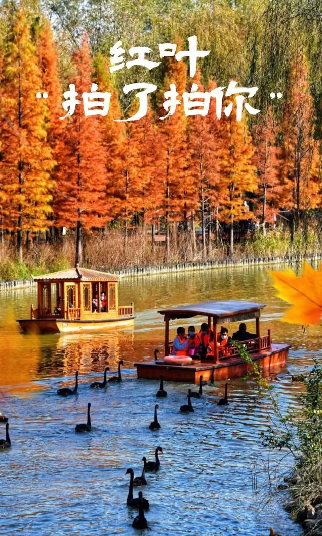 趁天晴出发！洛阳这片杉林红了！无需门票…