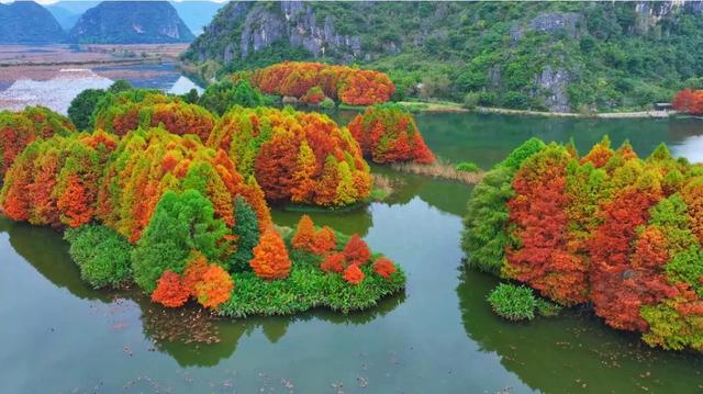 冬日限定，色彩斑斓的普者黑红杉林