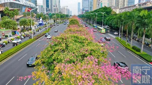 一抬头就沦陷！此刻，南宁正在疯狂涨“粉”