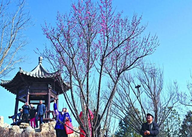 石家庄这里的红梅开放！