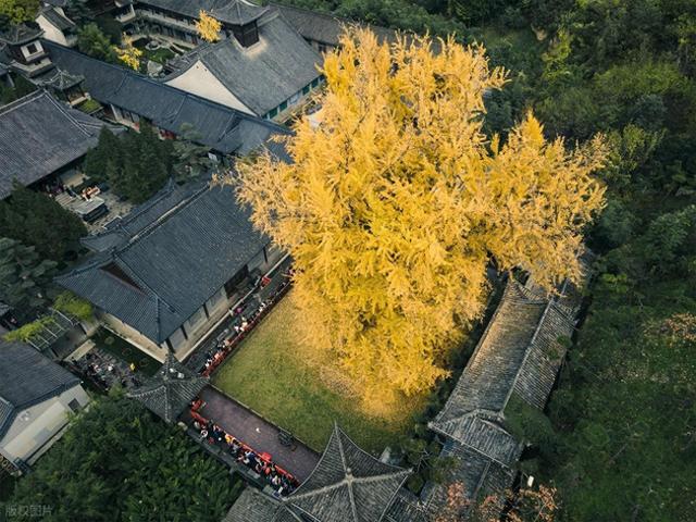 留着打卡！寺庙与千年古杏更配，每一张都是大片！