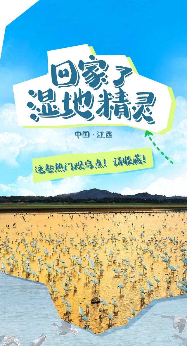候鸟飞回来了！江西这些热门观鸟点快收藏
