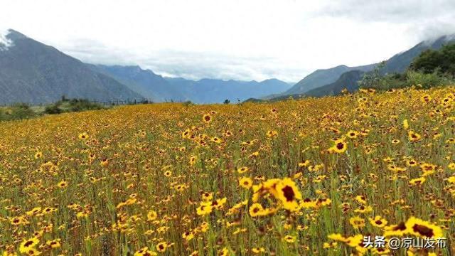 凉山木里：雪山下的金色花海 水洛镇雪菊花期正好