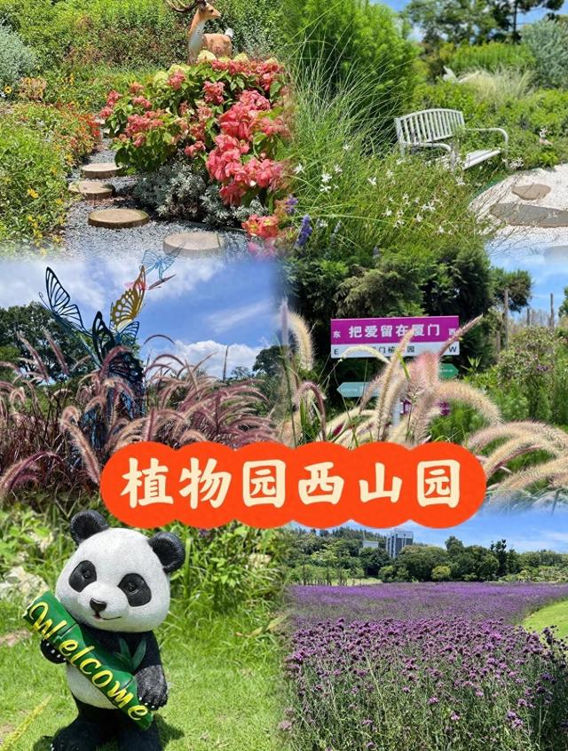厦门植物园西山园，这里花海美得不像话，简直就是天然的莫奈花园