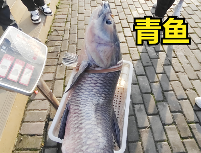 鮰鱼与清江鱼的区别（青鱼清江鱼别再买错了5 招教你分清）