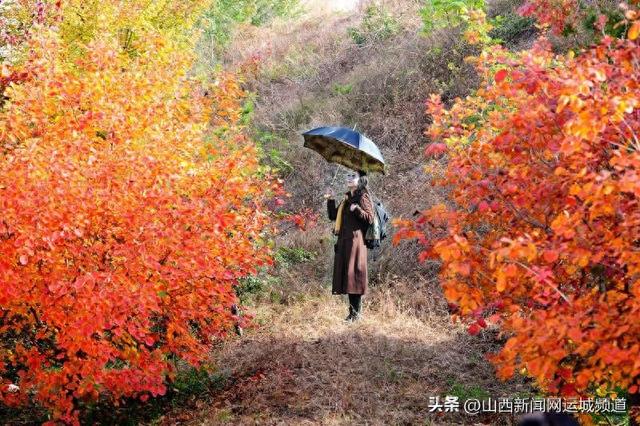 万荣县：汾河岸畔景色美