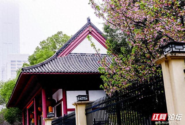 【赴春之约】快去！长沙晓园公园樱花全盛，花下人海已成风景