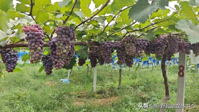 “萄”你欢心 快乐“童”行——核桃园镇举办暑期亲子采摘活动