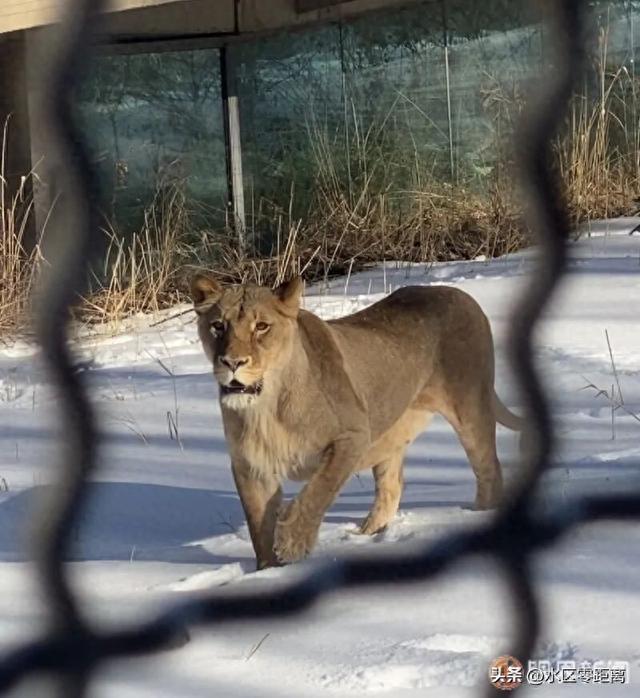 来这儿！能和虎狼零距离！