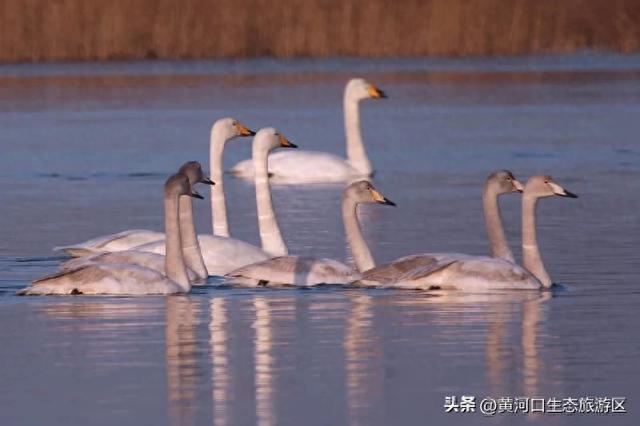 【黄河口生态旅游区】观鸟季 追光向海,赴一场黄河口的飞鸟之约!