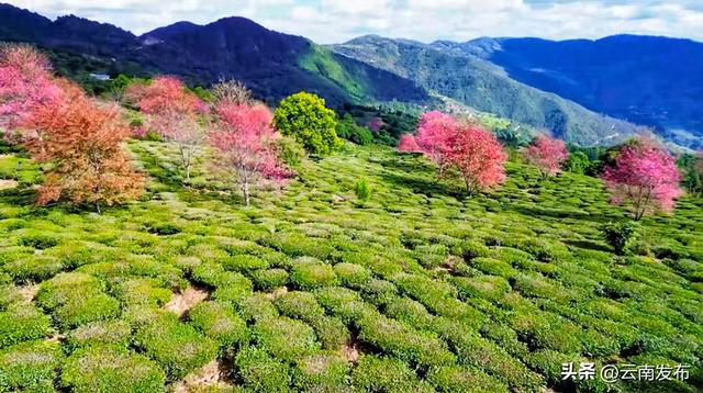 当冬樱遇上茶园！楚雄双柏白竹山粉绿秘境美成诗~
