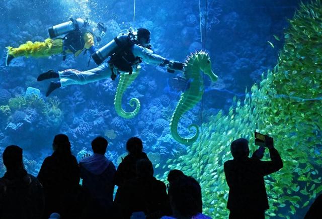 青岛极地海洋公园水下“赛马”贺新春