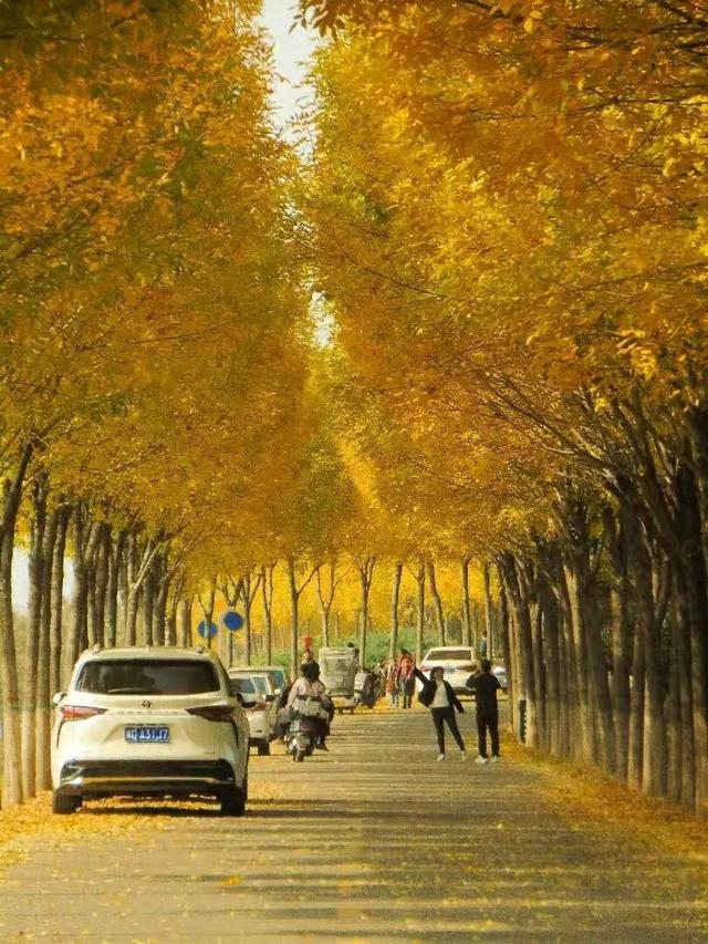 平顶山这条路火了！