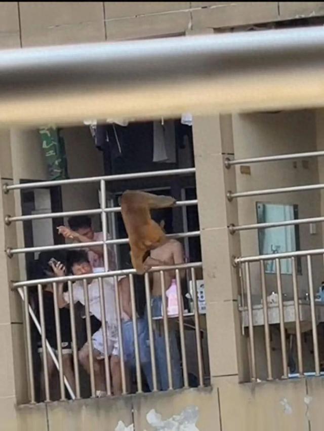 微信网名男生成熟稳重霸气（猴子闯进贵州大学宿舍）