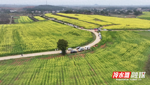 永州冷水滩：油菜花开美如画 春日盛景引客来