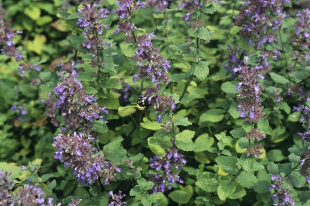 猫吸了猫薄荷会有害处吗（猫薄荷对猫有害吗这些知识你需要知道）