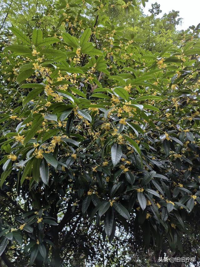 桂香袭来，在秀湖公园闻花香，读一读杜甫的诗，在亲水步道走一走