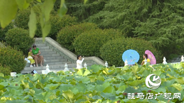 驻马店置地公园：夏荷未尽秋意显 荷塘景致引客来