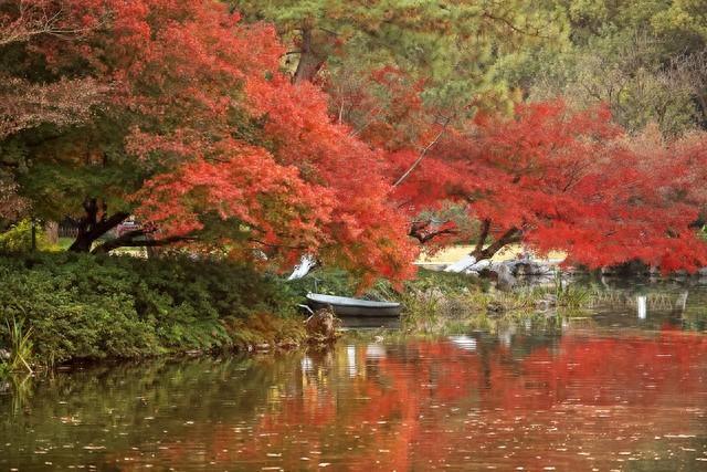 浙江深秋封神路线！红叶、银杏、古寺藏禅，承包江南最绝秋景！