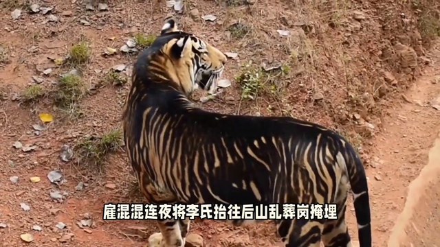 山间小猎犬，自由奔跑的风景