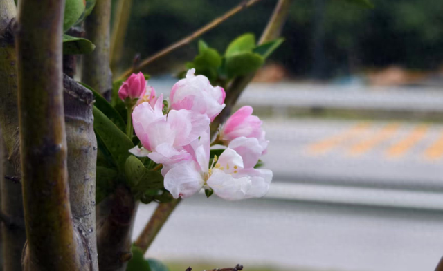 贵溪：几度秋意浓 满城桂花香！