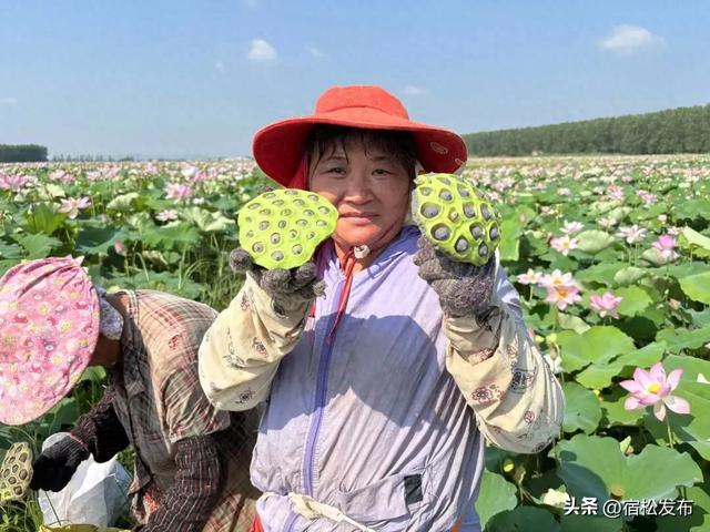 洲头乡：莲蓬采收加工忙 田园美景韵悠长