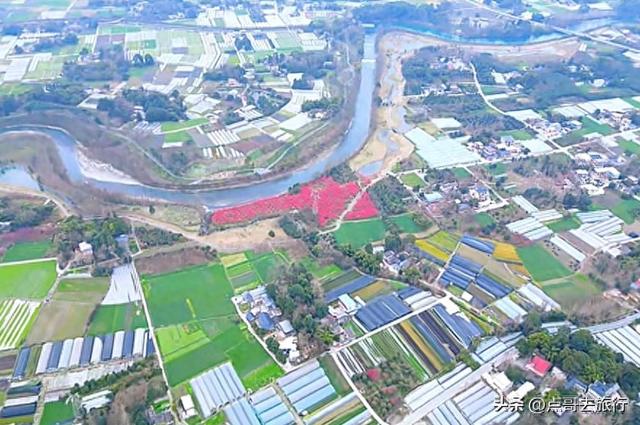 成都郫都区最大面积红梅花开了，粉红花海，非常壮观，不要门票！