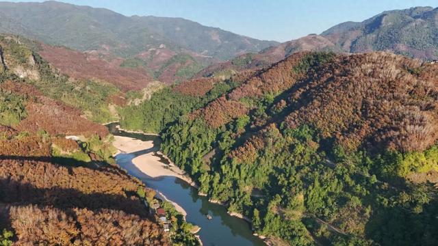 绿春：胶叶红似火 染醉李仙江畔的初春美景