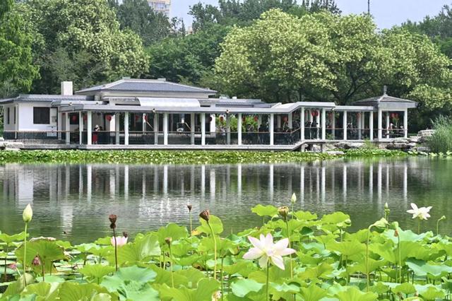 今日入伏，玉渊潭赏荷、观演、研学一站式解锁夏日清凉