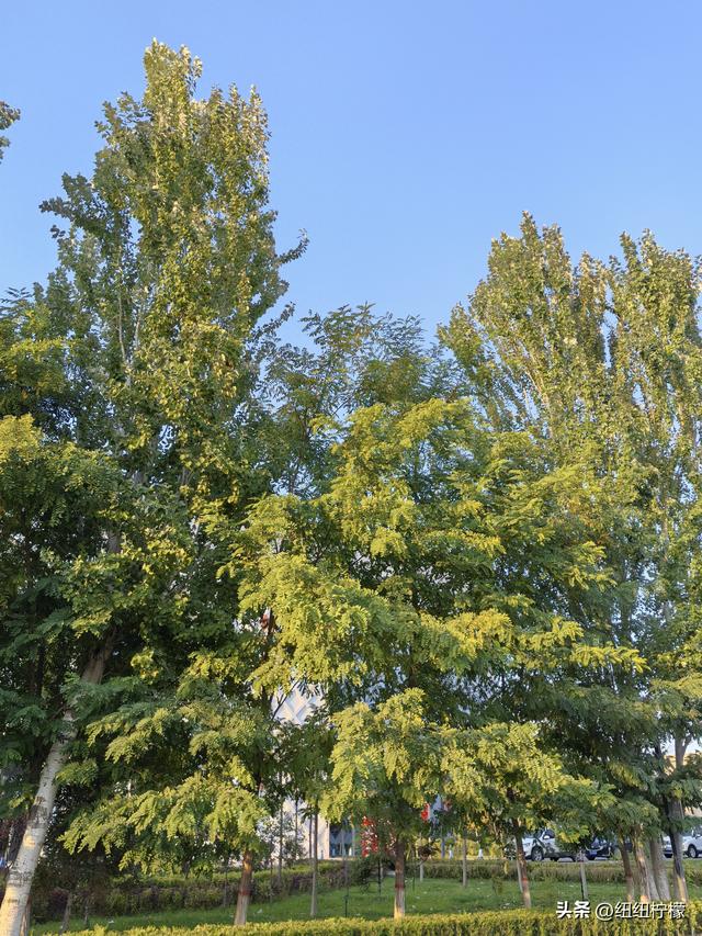 在宁夏中卫和银川短暂停留，没空看大漠长河落日，吃了羊肉和沙葱